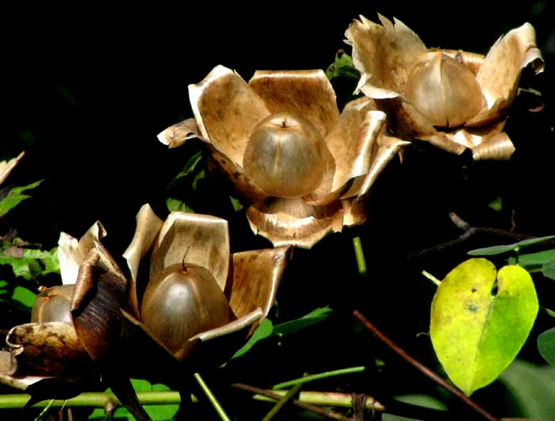 Wooden Rose, MERREMIA TUBEROSA, matuare fruiting capsules