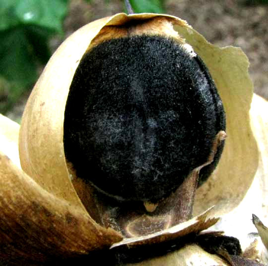 Seeds inside fruiting capsule of MERREMIA TUBEROSA