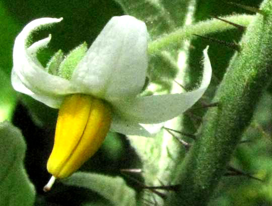 SOLANUM HIRTUM, flower