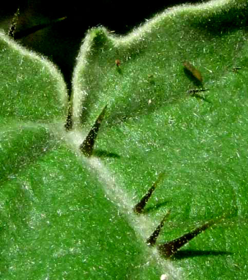 SOLANUM HIRTUM, spines & soft hairs at base of leaf