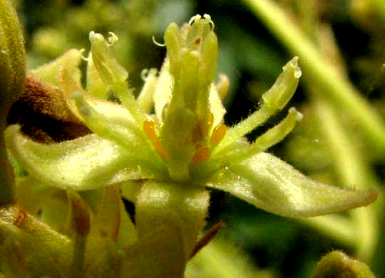 flower of Avocado, Persea americana