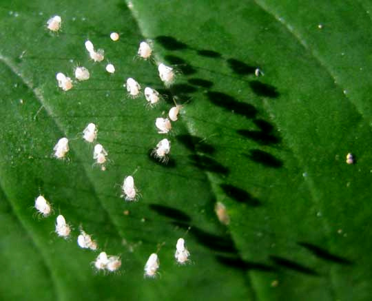 Lacewing eggs with recently hatched larvae still clinging to the shells, top view