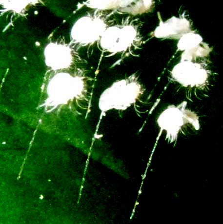 Lacewing eggs with recently hatched larvae still clinging to the shells, side view