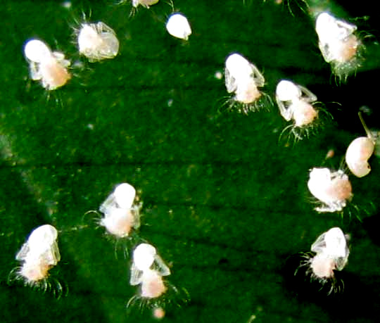 Lacewing eggs with recently hatched larvae still clinging to the shells