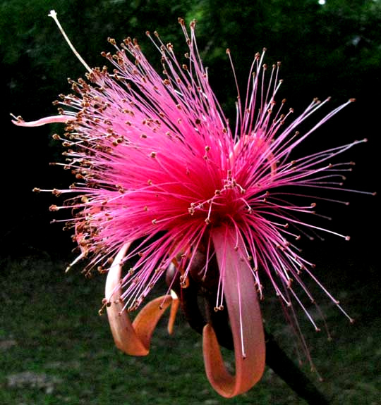 Amapola or Shavingbrush-tree, PSEUDOBOMBAX ELLIPTICUM, flower