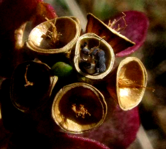 Common or Wild Purslane, PORTULACA OLERACEAE, seeds resting in open pods