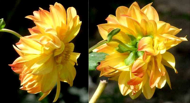 Dahlia flower, side and back view
