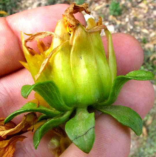 Dahlia flower, inner and out involucral bracts