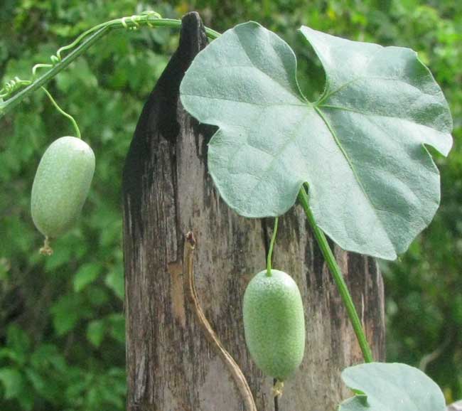 Mouse Melon, or Guadeloupe Cucumber, MELOTHRIA PENDULA, leaves and immature fruits