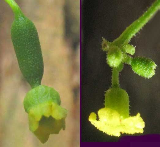 Mouse Melon, or Guadeloupe Cucumber, MELOTHRIA PENDULA, male and female flowers
