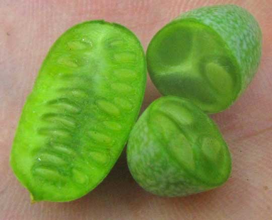 Mouse Melon, or Guadeloupe Cucumber, MELOTHRIA PENDULA, sliced open immature fruit