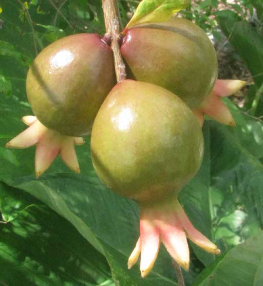 Pomegranate, PUNICA GRANATUM, immature fruits