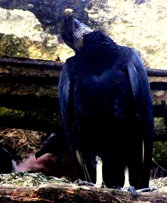 Black Vulture, Coragyps atratus, fuzzy, white nestling next to watchful mother