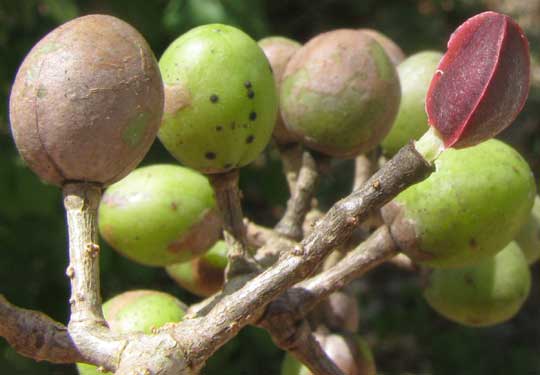 Gumbo-Limbo, BURSERA SIMARUBA, fruit and seed