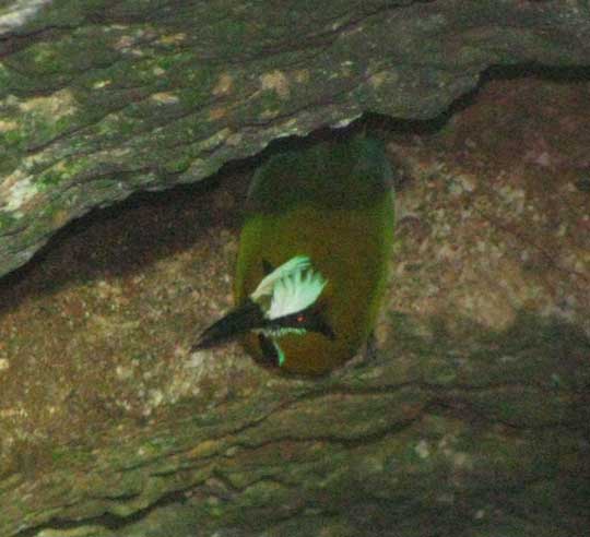 Turquoise-browed Motmot, EUMOMOTA SUPERCILIOSA, in a well, with glowing eyebrows