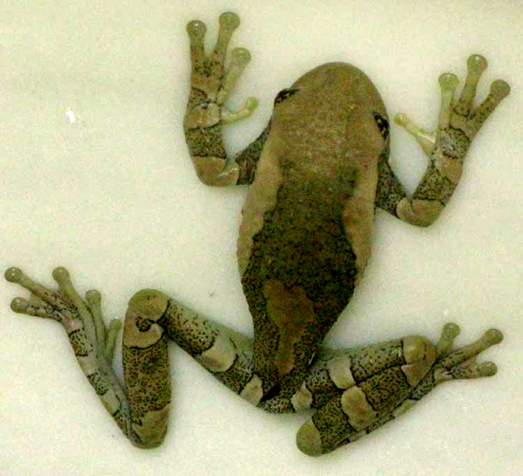 Mexican Treefrog, SMILISCA BAUDINII