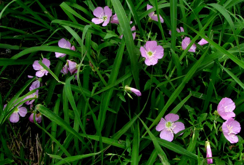 Pink Evening Primrose, OENOTHERA SPECIOSA