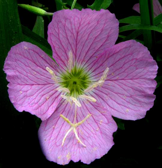 Pink Evening Primrose, OENOTHERA SPECIOSA, flower close-up