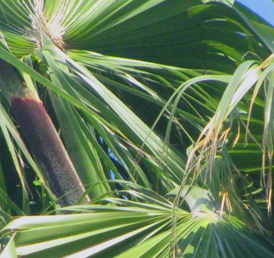 Broom Palm, THRINAX PARVIFLORA, blade showing hastula