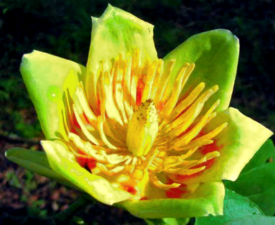 Tulip Poplar, LIRIODENDRON TULIPIFERA, flower close-up