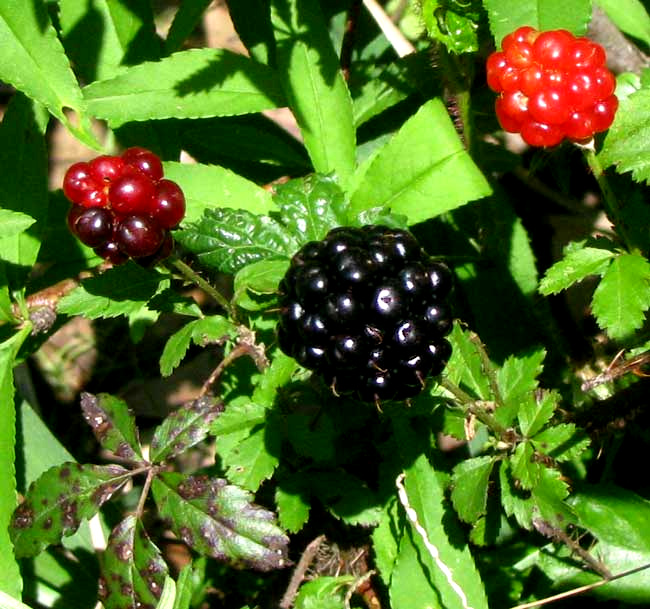 Southern Dewberry, RUBUS TRIVIALIS, fruits