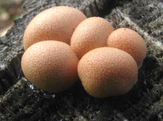Wolf's Milk Slime Mold, LYCOGALA EPIDENDRUM