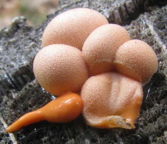 Wolf's Milk Slime Mold, LYCOGALA EPIDENDRUM, showing goo extruded from squashed  fruiting body
