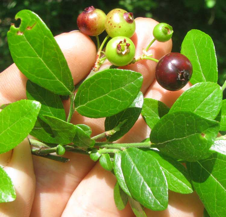 Deerberry, VACCINIUM STAMINEUM, leaves and fruits