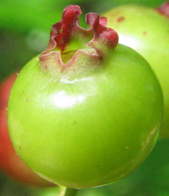 Deerberry, VACCINIUM STAMINEUM, immature berry with burgandy calyx