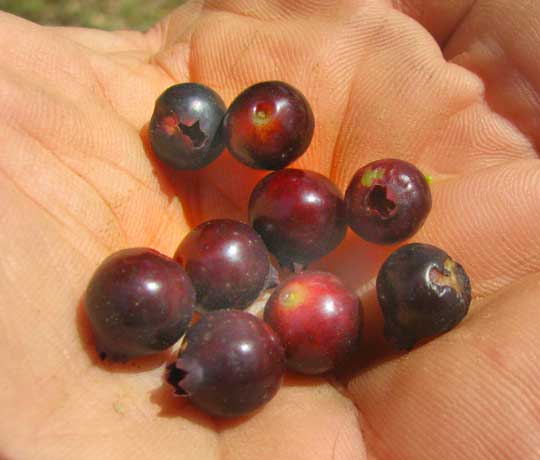 Deerberry, VACCINIUM STAMINEUM, ripe berries