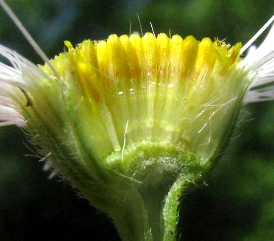 Philadelphia Fleabane, ERIGERON PHILADELPHICUS, longitudinal section of flower head showing closely packed disk flowers with pappus bristles above immature achenes