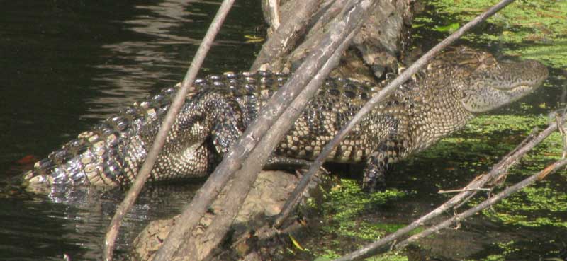 Young Alligator showing barring and spotting along side