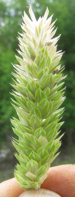 Canarygrass, genus PHALARIS, flowering head