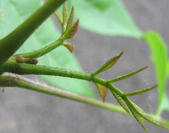 Green Ash, FRAXINUS PENNSYLVANICA, expanding leaves