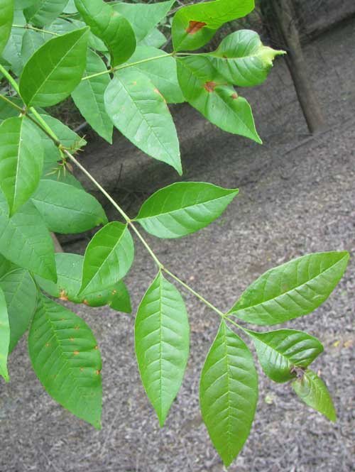 Green Ash, FRAXINUS PENNSYLVANICA, leaves