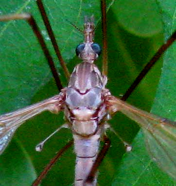 Cranefly, Tipula colei, showing haltares