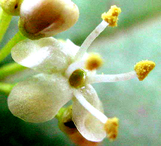 American Holly, ILEX OPACA, male flower