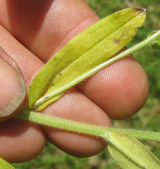 Beggar's Lice, MYOSOTIS DISCOLOR, hairy stem & leaves
