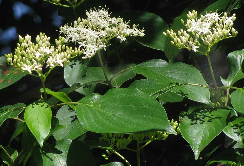 Swamp Dogwood or Silky Dogwood, CORNUS AMOMUM, flowers and leaves