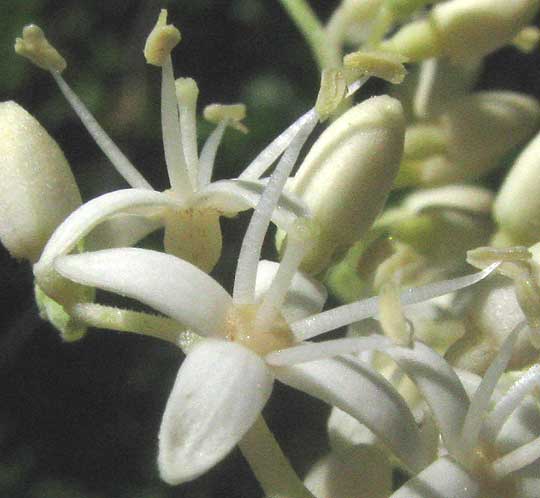 Swamp Dogwood or Silky Dogwood, CORNUS AMOMUM, flower close-up