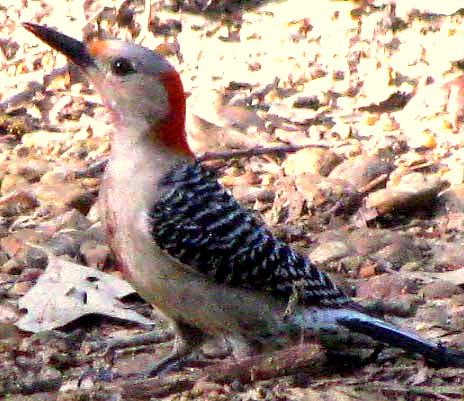Red-bellied Woodpecker, MELANERPES CAROLINUS