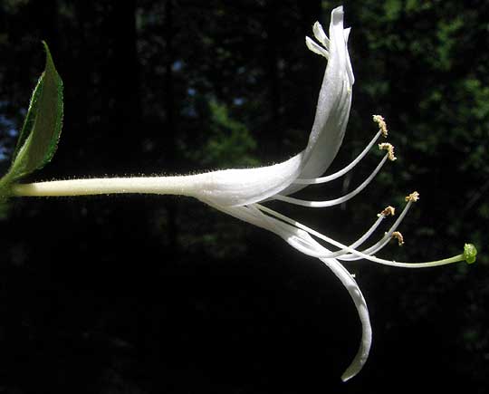 Japanese Honeysuckle, LONICERA JAPONICA, flower close-up