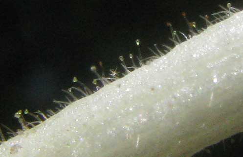 Japanese Honeysuckle, LONICERA JAPONICA, glandular hairs on corolla tube