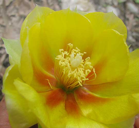 Western Pricklypear, OPUNTIA MACRORHIZA, flower