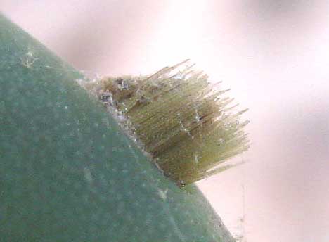 glochids on Opuntia macrorhiza
