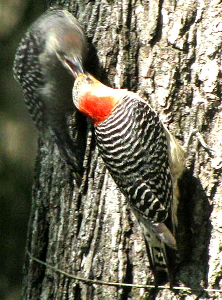Red-bellied Woodpecker, MELANERPES CAROLINUS, mother feeding fledgling