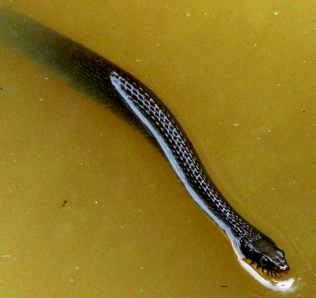 Yellow-bellied Water Snake, NERODIA ERYTHROGASTER spp. FLAVIGASTER