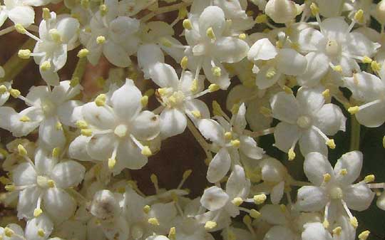 American Elderberry, Sambucus nigra ssp. canadensis, flowers