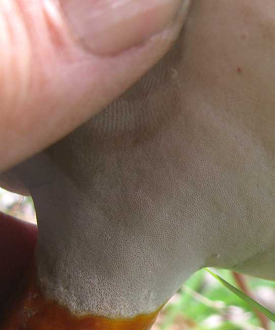 Reishi Mushroom, GANODERMA LUCIDUM, pores on undersurface