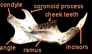 chipmunk jawbone
